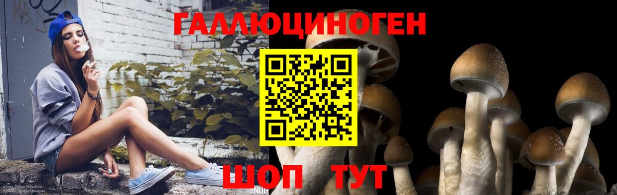 Благодарный  Псилоцибиновые грибы мицелий  Вход с VPN  Галлюциногенные грибы Psilocybine cubensis 